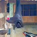 えっ、加工じゃないの!？フィリピンオオコウモリの存在感がすごすぎる!