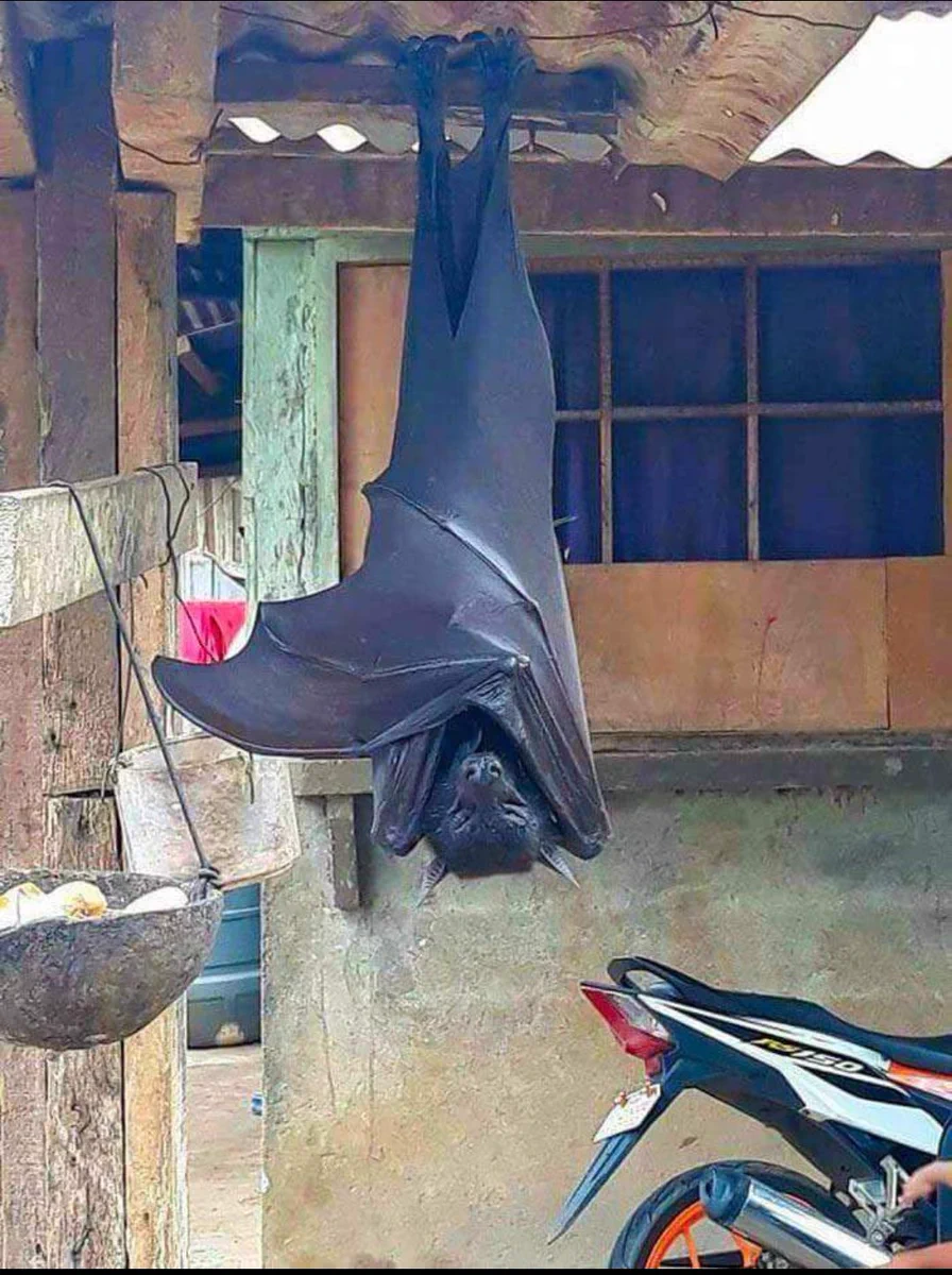 えっ、加工じゃないの！？フィリピンオオコウモリの存在感がすごすぎるwww