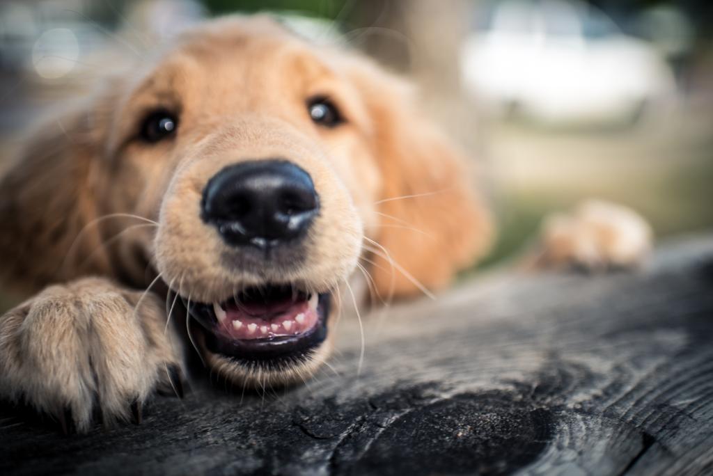 WebMD's tweet image. Not only can dogs sense what we&apos;re feeling, but they&apos;re willing to go through barriers to help us when we&apos;re in need, a new study found. 🐶 #NationalDogDay wb.md/2P2LmWB
