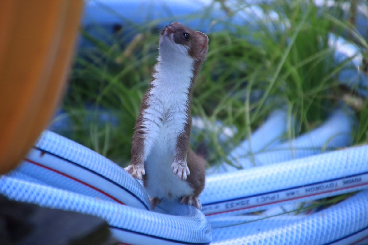 とある山小屋にふだんなかなか会えない可愛いやつが現れて大興奮 おててモフモフ こんなに小さいの 翌日も Togetter