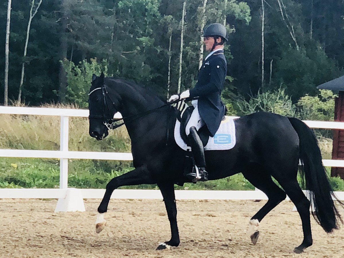 Third today in PSG with Samoa at @hogstadressyrryttare Super relaxed competition. See you again tomorrow #equalityline Thanks @sivbirgersson for lending me your horse.