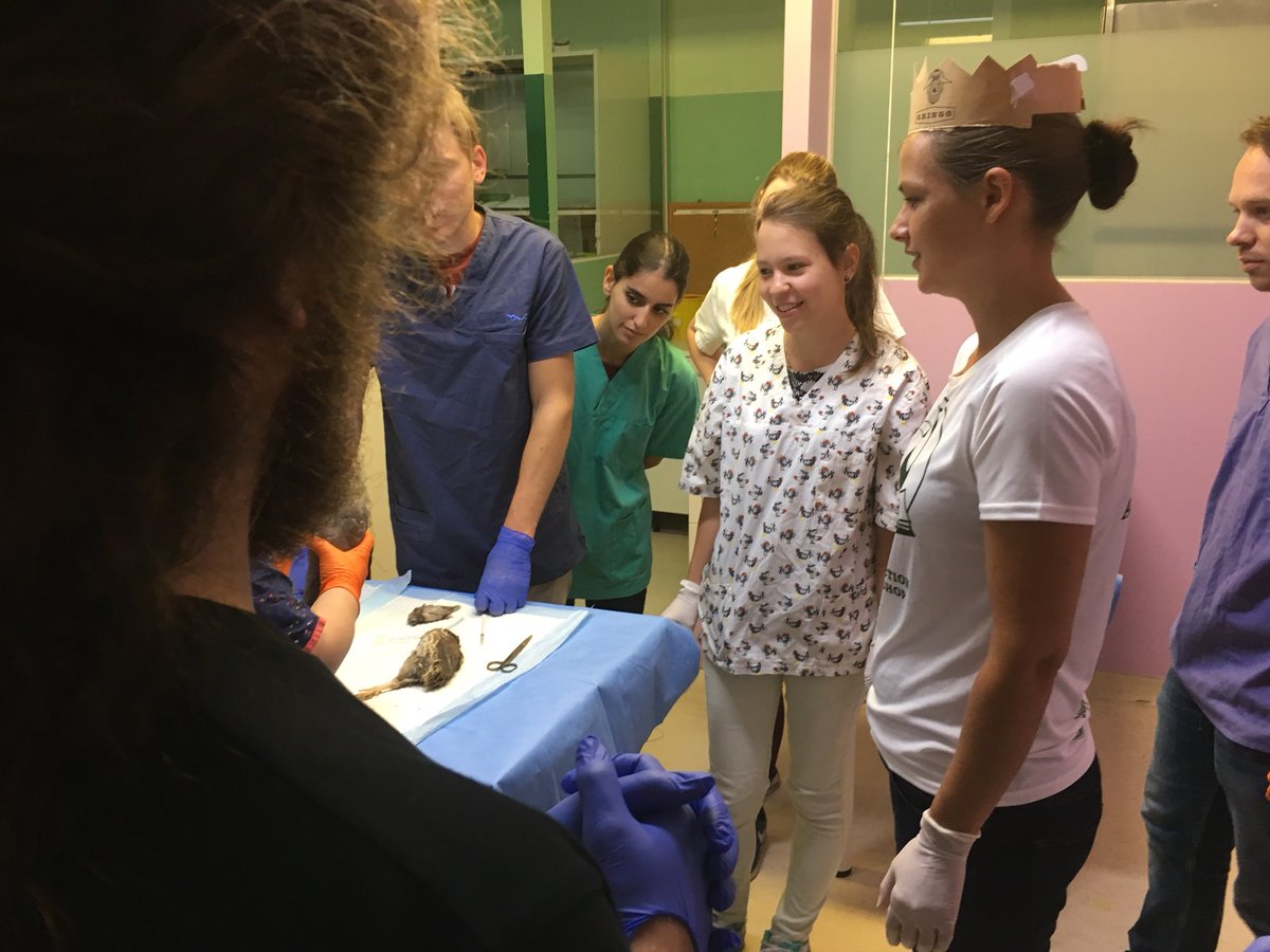 Johnchittyvet's tweet image. Teaching clinical techniques at #EAAV #studentworkshop led by our lab queen Elise