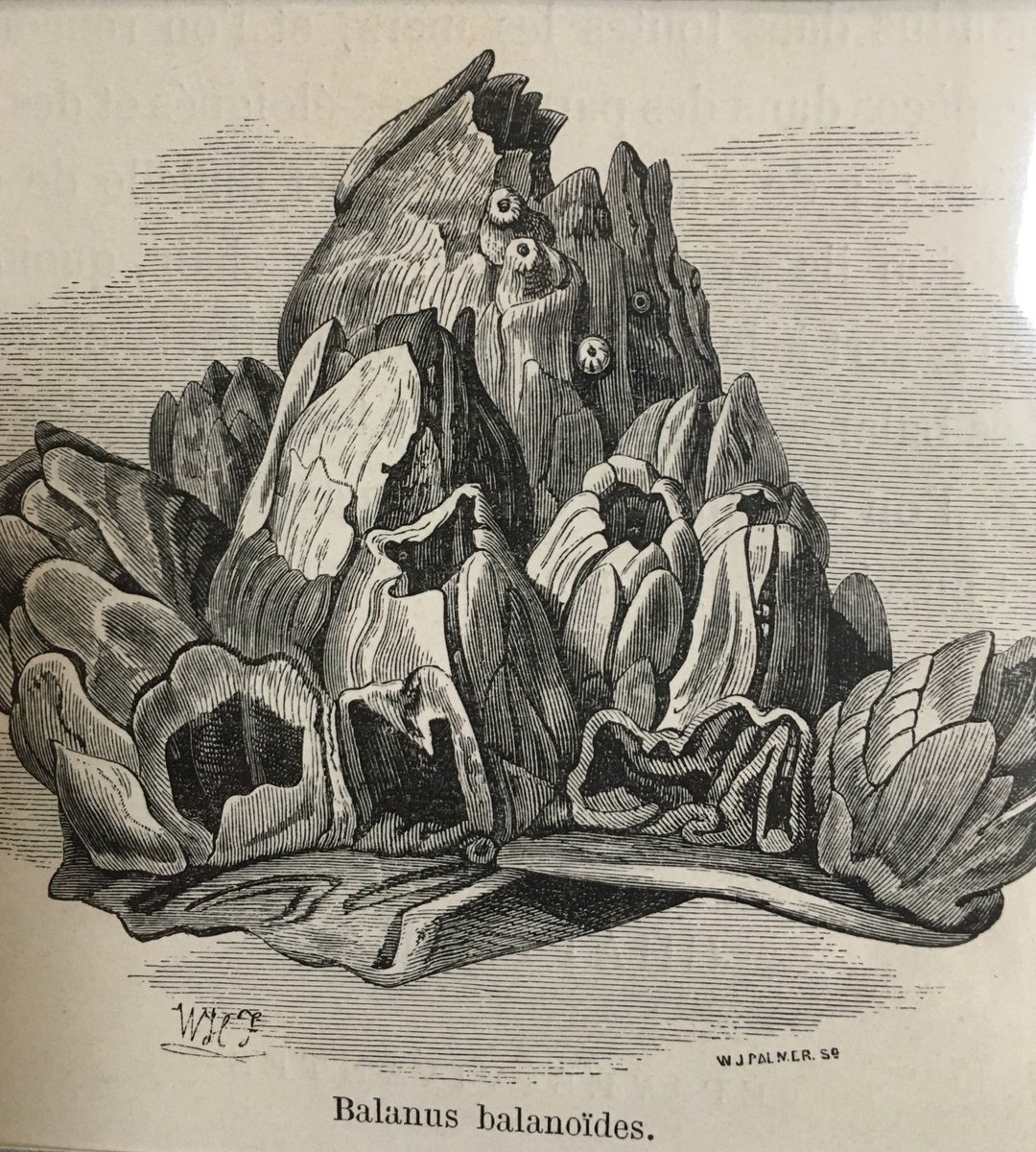 Chondrosia's tweet photo. Beautiful antique prints of marine animals for me in Paris π#marinesponge #antiqueprints #marineorganism #oceanimages https://t.co/NI8CoiOAWg