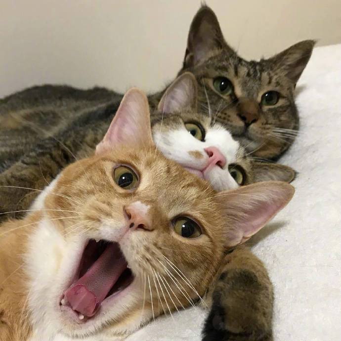 [圖]
