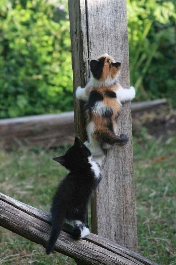 Mais vas-y....
J'attends moi!🐱