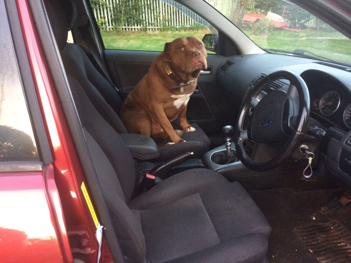 To celebrate #NationalDogDay this was Tango waiting for his dinner last night randomly sitting at the table quietly while my back was turned and also riding shotgun when we tired to pop out!