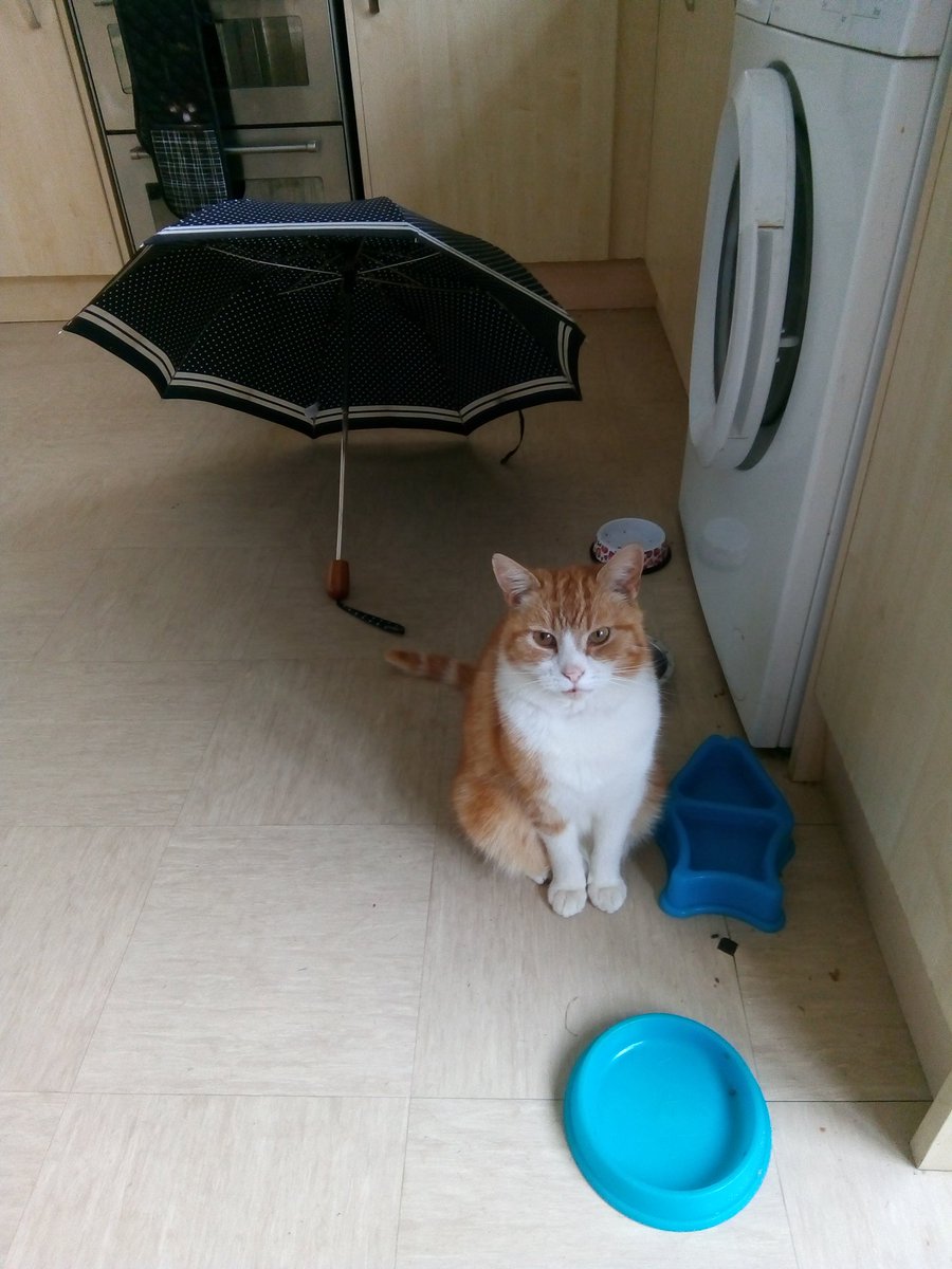 myqueueingcat's tweet image. My cat is queueing because he&apos;s come in from the rain only to find that dinnertime is hours away.