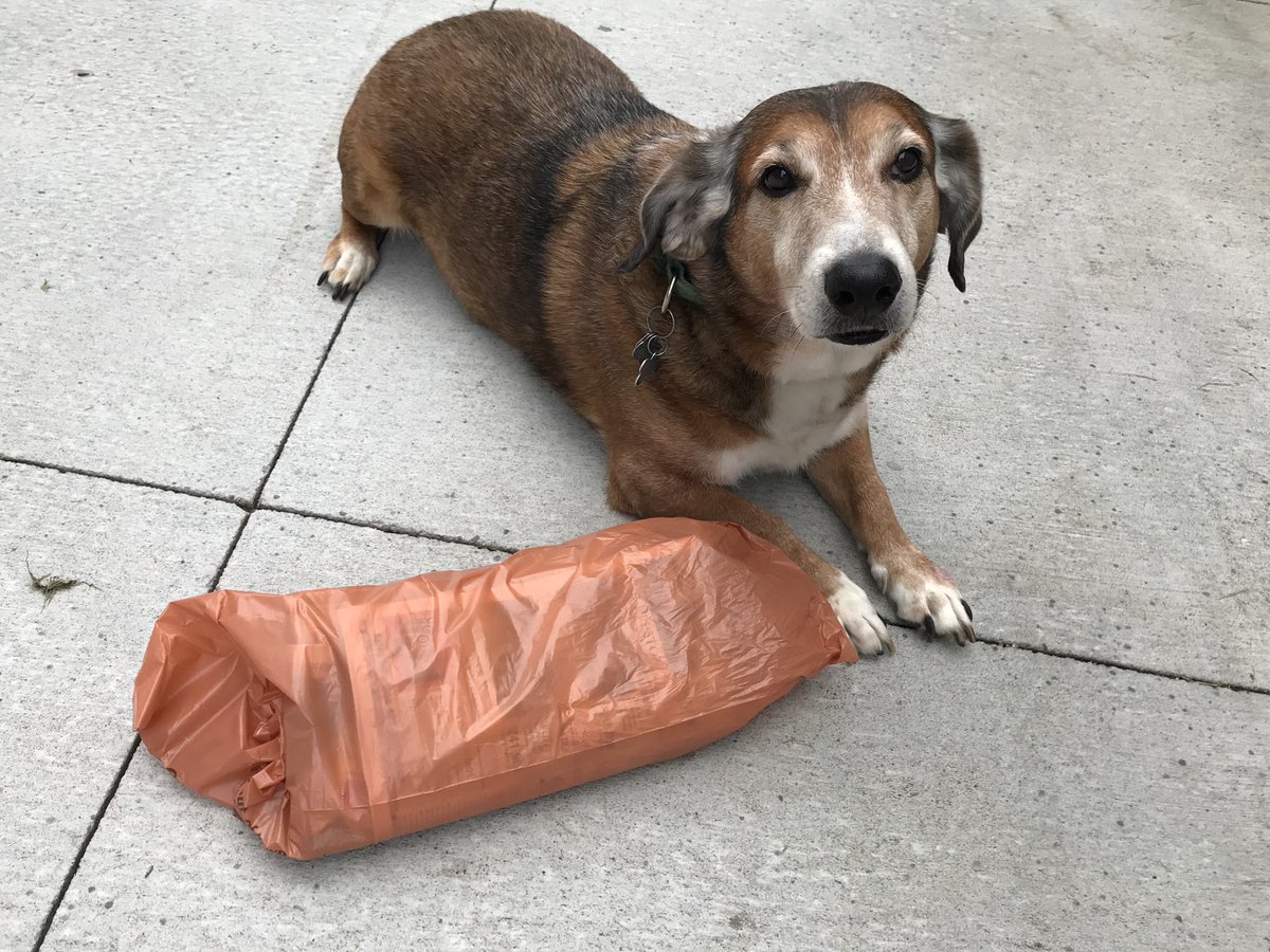 I’m trying to teach Murphy to bring in the <a href="/OWHnews/">Omaha World-Herald</a>. I think his heart is saying yes, but his eyes are saying I’ll do it for a T-bone
