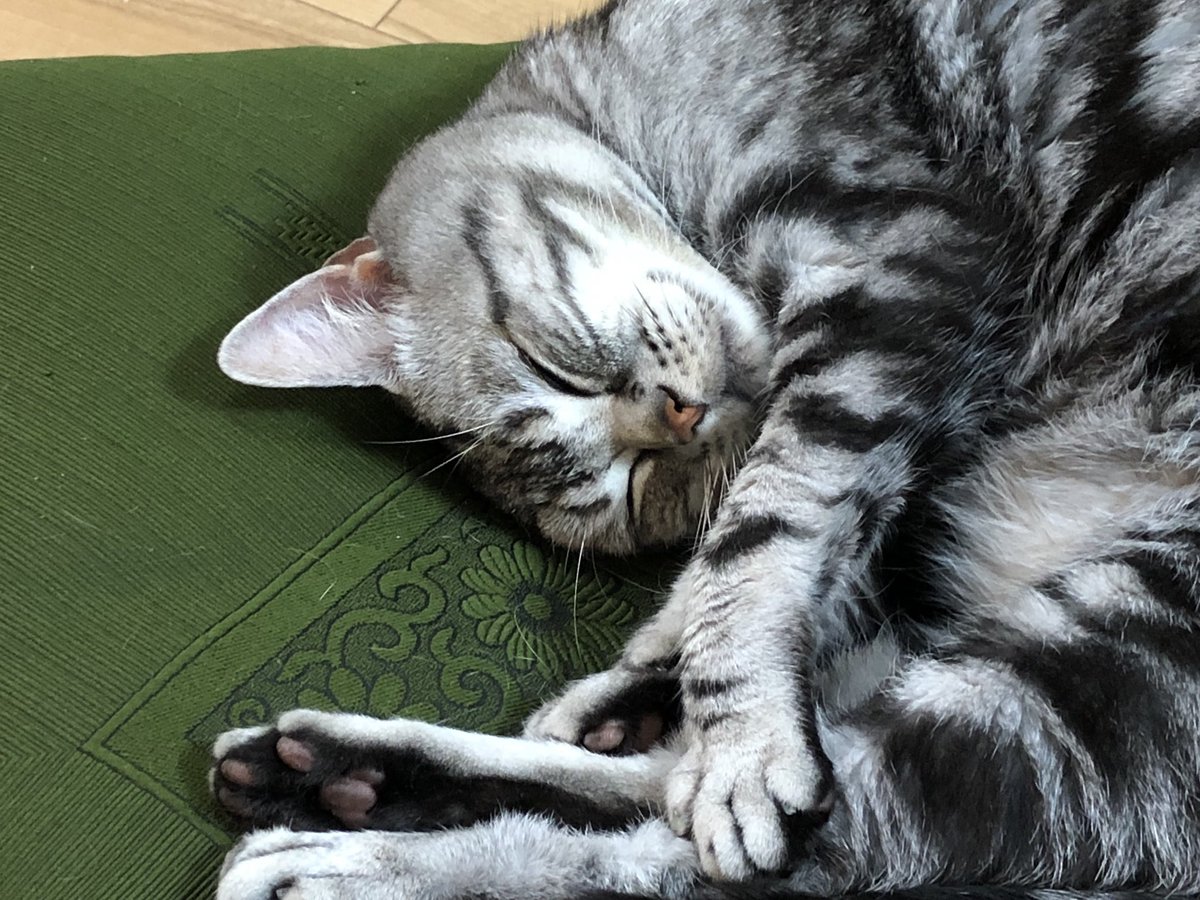 森雪 18年10月8日 キラちゃんの尿検査と血液検査を実施 慢性腎臓病としては 余り良くない傾向ですね 尿検査 しきい値を下回る低比重 血液検査 Bun Creとも上昇 臨床症状 脱水 多飲多尿 皮下補液 週1 150 180cc 体重 4 0kg 検査データ