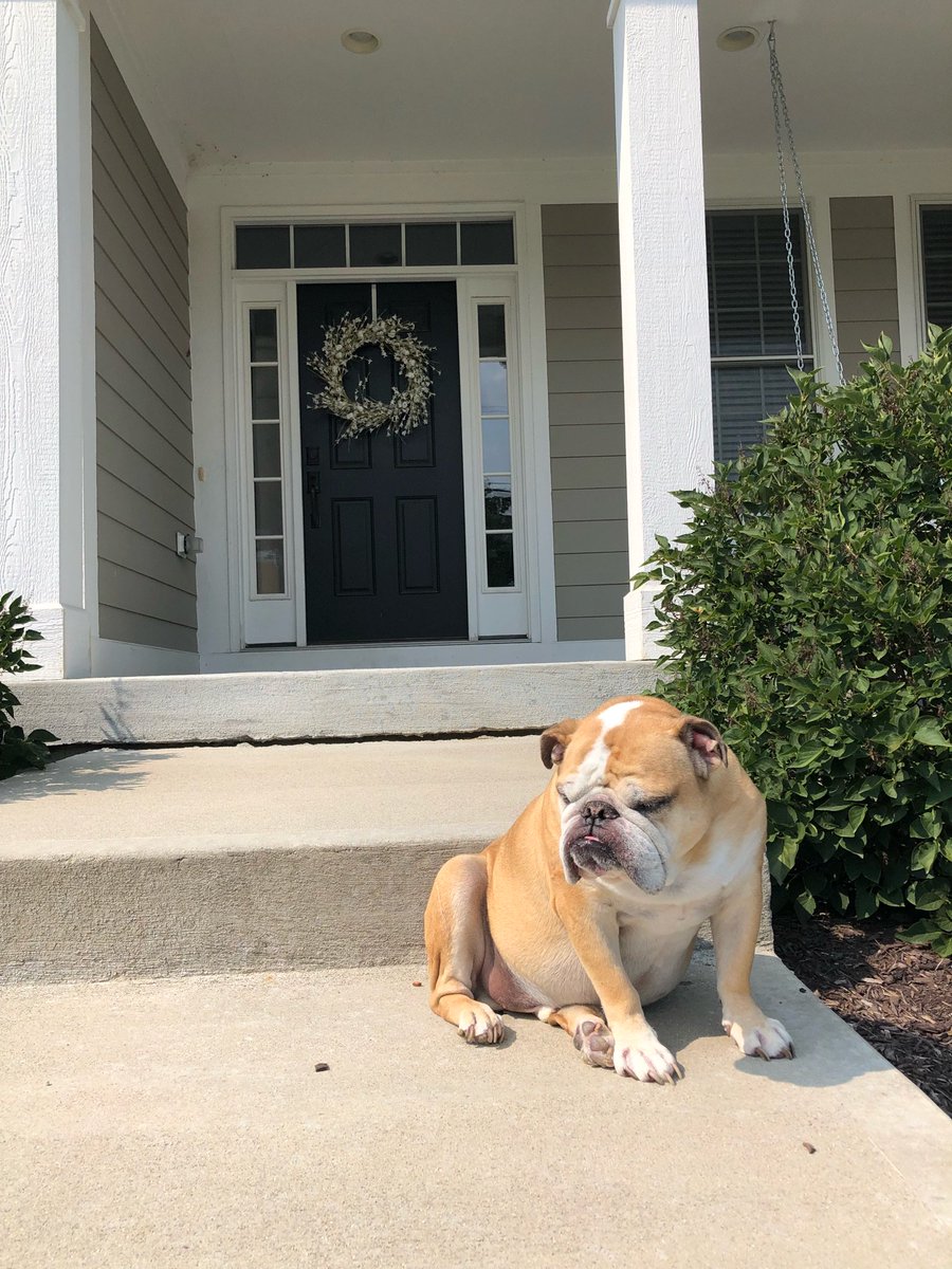 Happy National Dog Day! I love all animals, but dogs are my favorite! Tried to get Arthur the Bulldog pose, he wasn’t in the mood! 🤣 #lovedogshatecancer #onecure @CSUOneCure