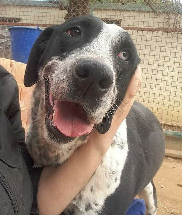 SosAbuelos1's tweet image. PECAS (6 AÑOS) SEVILLA 
Gamberra de los pies a la cabeza nunca se cansa de inventar un juego nuevo. Alegre, traviesa, simpática, alocada, cariñosa y muy extrovertida. Sociable con machos y hembras.
Contacto: anap@granfamilia.org
facebook.com/pg/caminacongr…