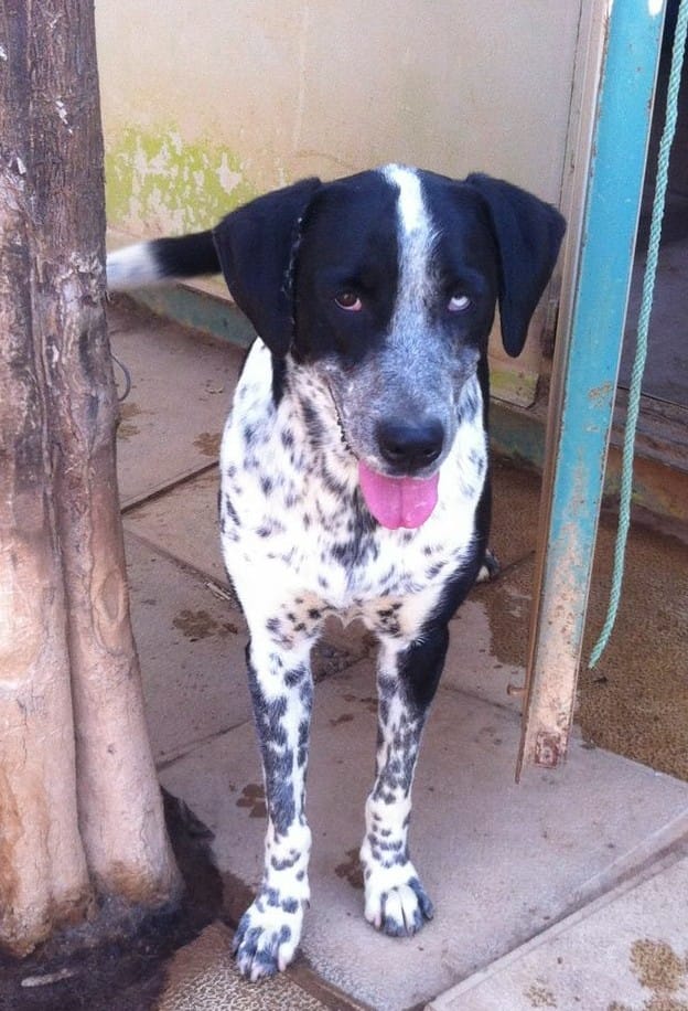 SosAbuelos1's tweet image. PECAS (6 AÑOS) SEVILLA 
Gamberra de los pies a la cabeza nunca se cansa de inventar un juego nuevo. Alegre, traviesa, simpática, alocada, cariñosa y muy extrovertida. Sociable con machos y hembras.
Contacto: anap@granfamilia.org
facebook.com/pg/caminacongr…