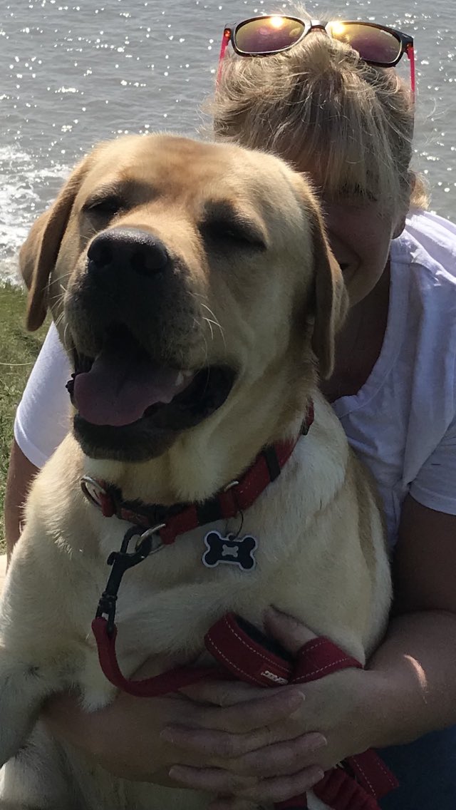 RebeccaAshton68's tweet photo. Loving my boy on #NationalDogDay but really feeling for this family in South Wales who donโt have theirs through no fault of their own. Please share their YouTube film and letโs get him home to Willow https://t.co/rSwRskgd2x #findludo https://t.co/8atMYKlzxU