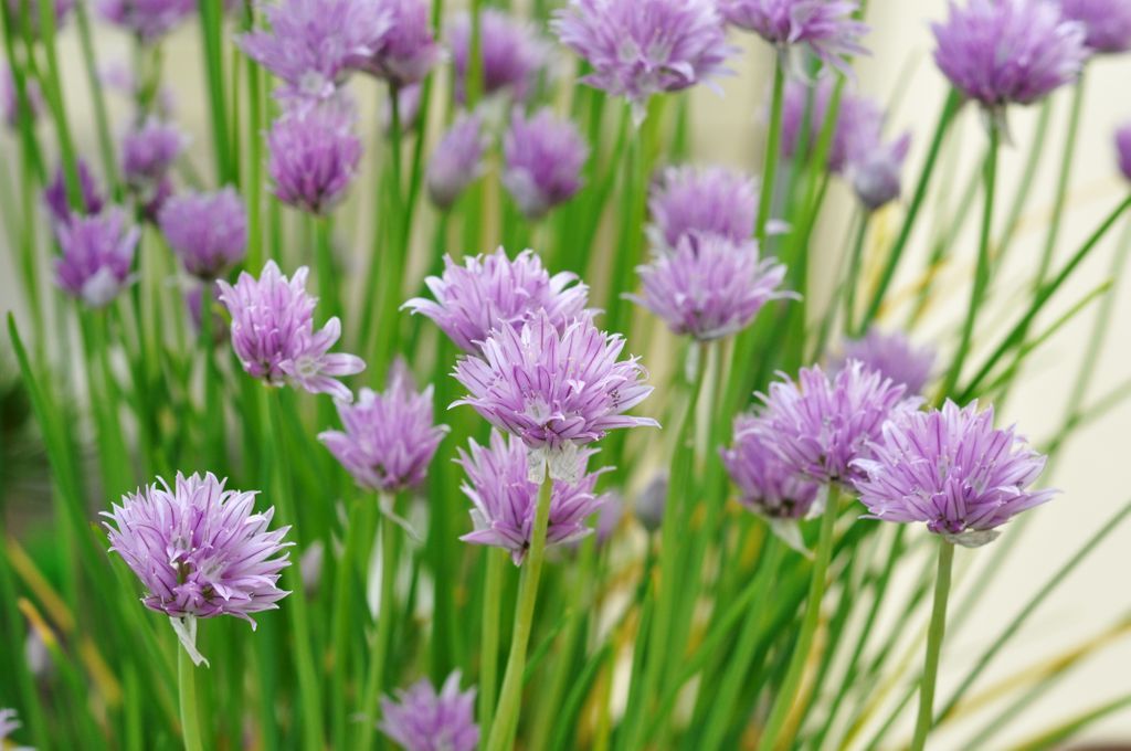 Chives are brilliant for growing in containers, which means you can grow this fragrant herb even if you don't have a large garden! #chives #herbs #gardeningtips #BankHolidayWeekend