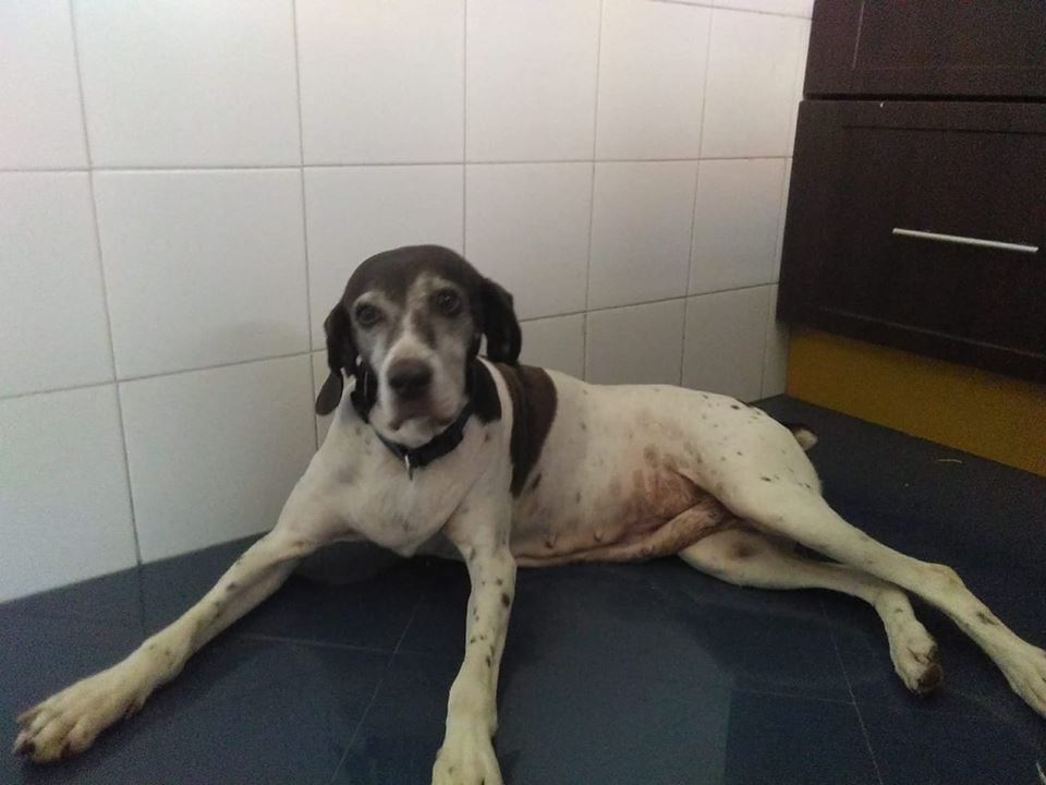 SosAbuelos1's tweet image. NALA (9 AÑOS) SEVILLA 
Siempre estuvo con un cazador hasta que ya Nala no sirve para cazar. Es super cariñosa, alegre, tranquila se lleva bien con perros y gatos. Solo quiere tranquilidad y largos paseos. 
protectoradoggy@gmail.com
facebook.com/pg/protectorad…