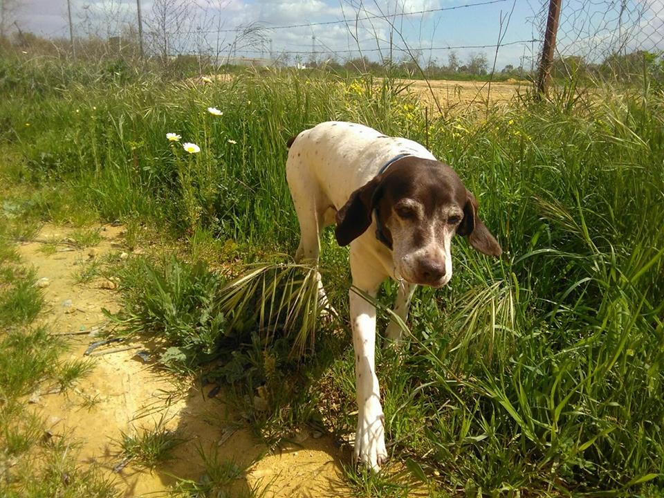 SosAbuelos1's tweet image. NALA (9 AÑOS) SEVILLA 
Siempre estuvo con un cazador hasta que ya Nala no sirve para cazar. Es super cariñosa, alegre, tranquila se lleva bien con perros y gatos. Solo quiere tranquilidad y largos paseos. 
protectoradoggy@gmail.com
facebook.com/pg/protectorad…