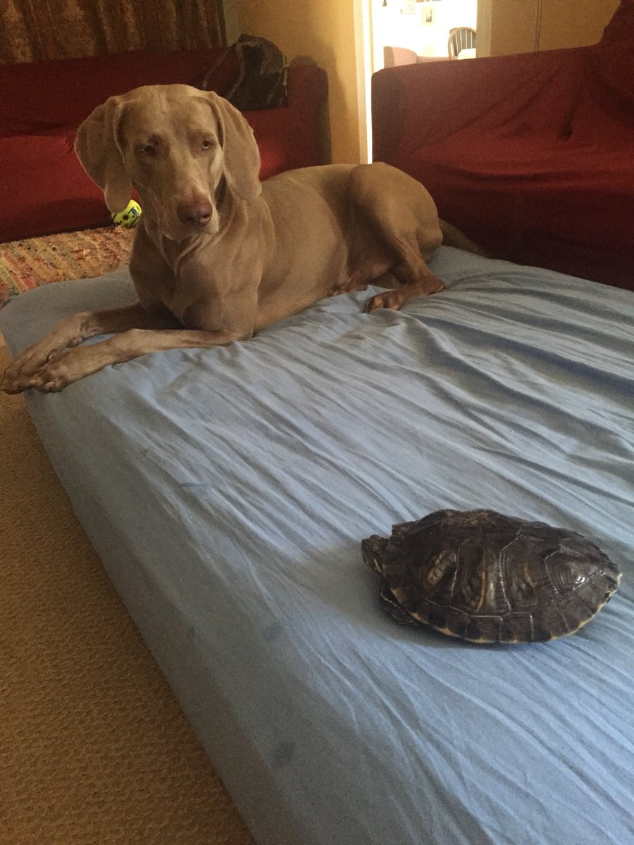 MexiPrincipessa's tweet photo. #LostTurtle in Hayward, CA! Near Tennyson/Industrial...10yrs old, Female, Large Red Eared Slider! RT to save a life😭❤️ #LostPet #Hayward #BayArea #Tortuga https://t.co/Tj9yvJLrUE