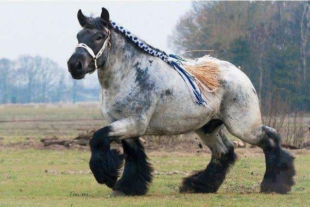 Have you seen such a beauty? The Ardennes Draft Horse (Belgium, Luxembourg, France) is considered one of the oldest breeds of draft horse, and is believed to be a direct descendent of the prehistoric Solutre Horse. Their history reaches back to Ancient Rome. Thanks Neneng Gabayno