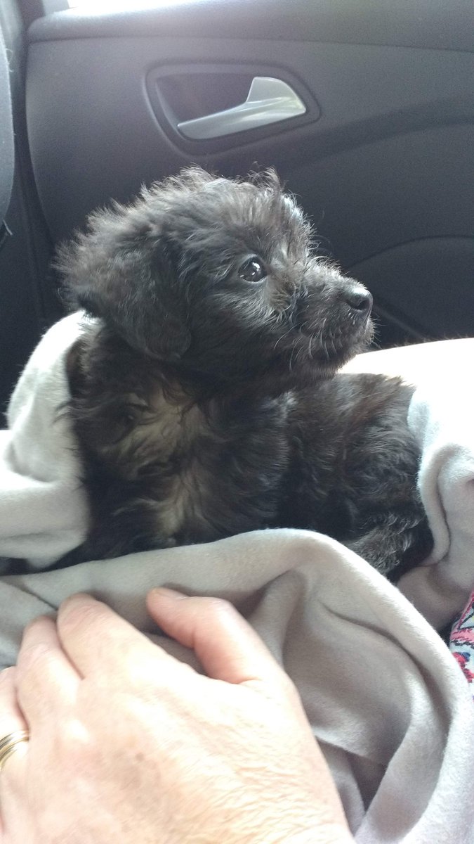 AliceCarter's tweet photo. Happy #NationalDogDay this is my new puppy, Poppy. It's her second day home! https://t.co/3txguuYR1t