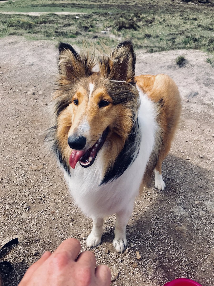 karent44's tweet image. #InternationalDogDay isn’t my puppy a cutie!