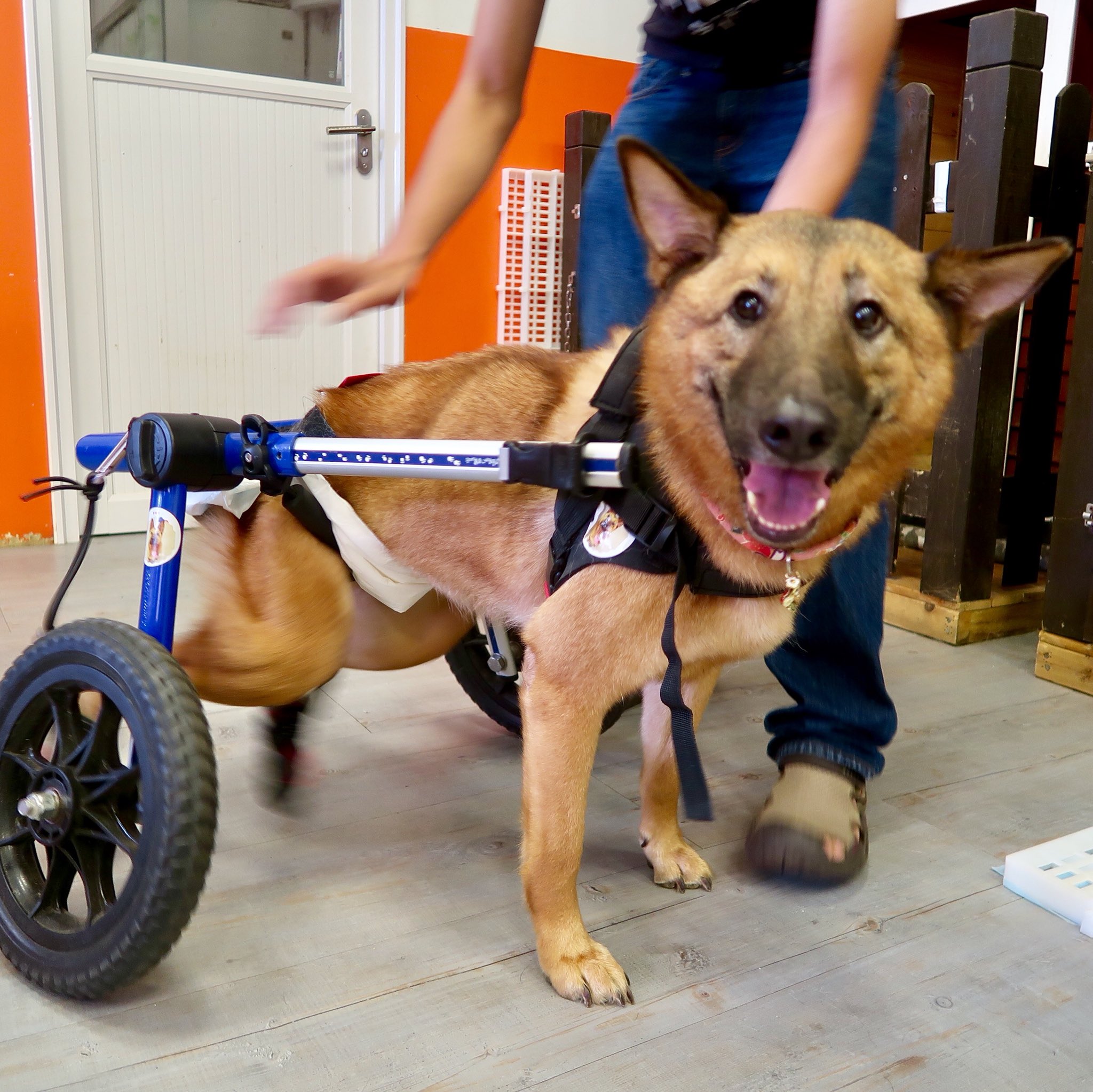 Rie りえ 香港 応援してる犬猫保護団体で保護犬 たちを愛でる会 香港は大手のspca以外にも譲渡会や引き取り手がいない子達を世話してくれてる私設保護団体もとても多い リハビリ費寄付などでサポートしてる車椅子の英英 インイン 力強く走り遊び 回る姿が