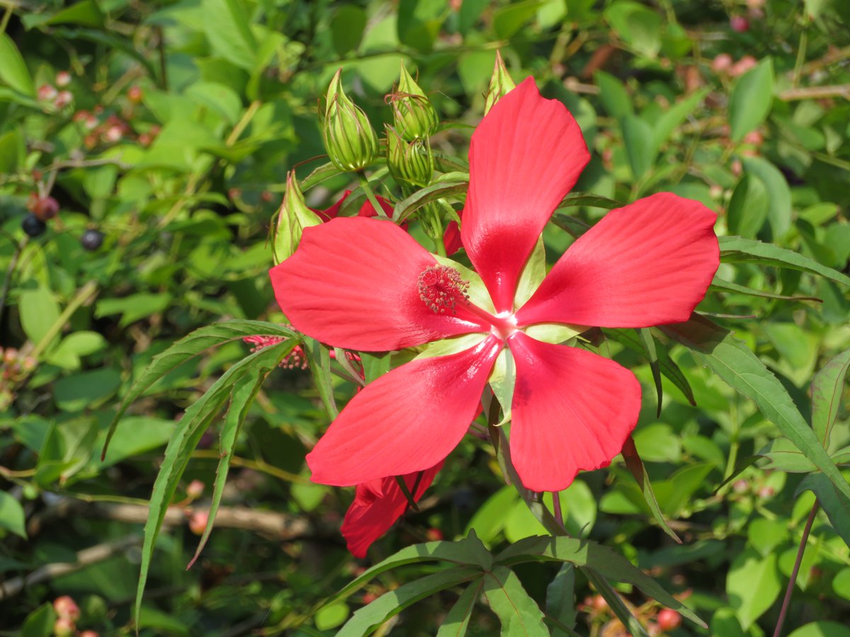 Flora 花びらが細い以外はハイビスカスにそっくりです 植物学的分類で 葵の仲間になるのでしょうね 毎日咲くので てっきり同じ花が咲いているものとばかり思ってました