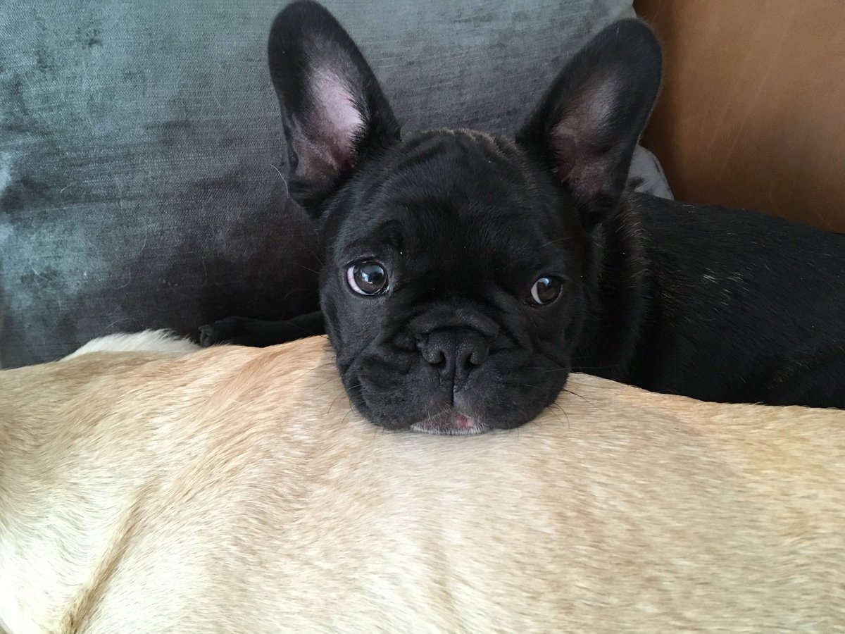 Whitstable92's tweet photo. Any opportunity to share these two rascals I’m there #NationalDogDay I mean just look at those faces #Frenchies my boys #Naughty #TopDogs https://t.co/VwJzARPCjk