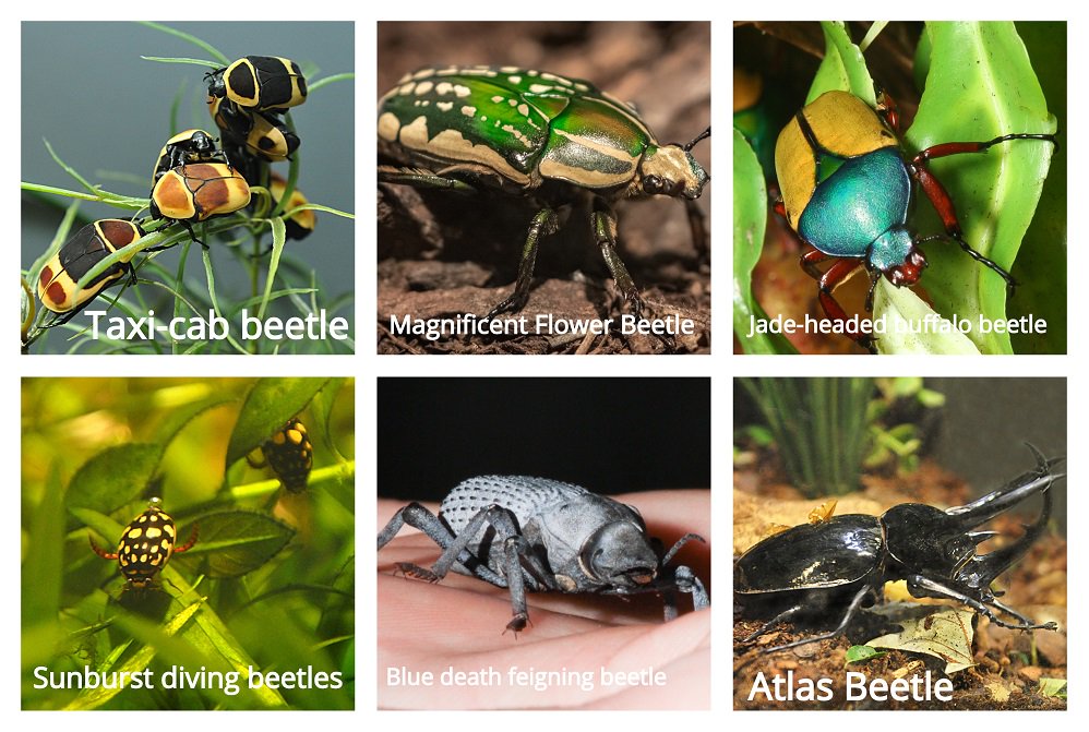 CincinnatiZoo's tweet photo. Learn more about the blue death feigning beetle that emerged just in time to celerbate World of the Insect's 40th anniversary at the Cincinnati Zoo! https://t.co/3fPwo8NEw0 #40YearsofInsects https://t.co/0ikxy1LYFW