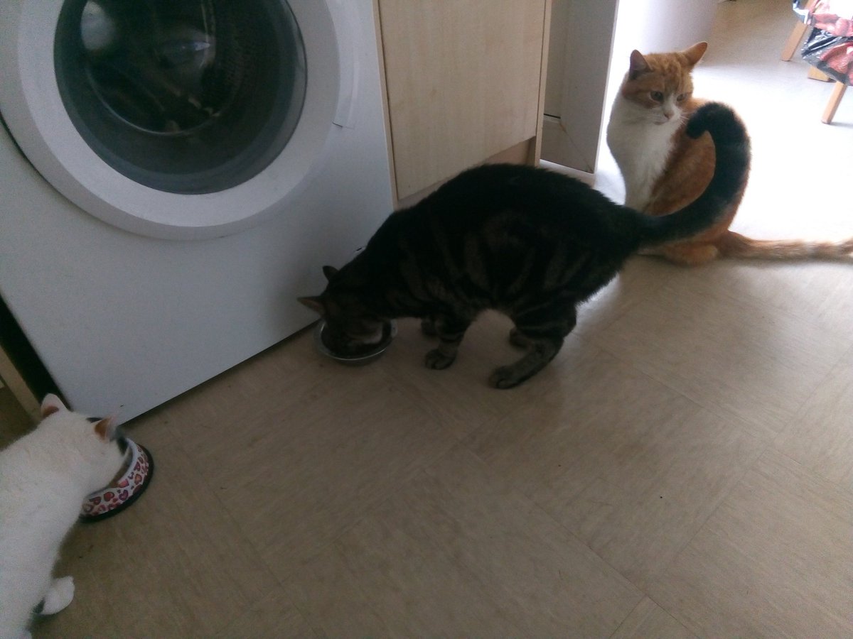 myqueueingcat's tweet image. My queueing cat wonders why his advancing years and therefore seniority seems to count for nothing in this modern age.