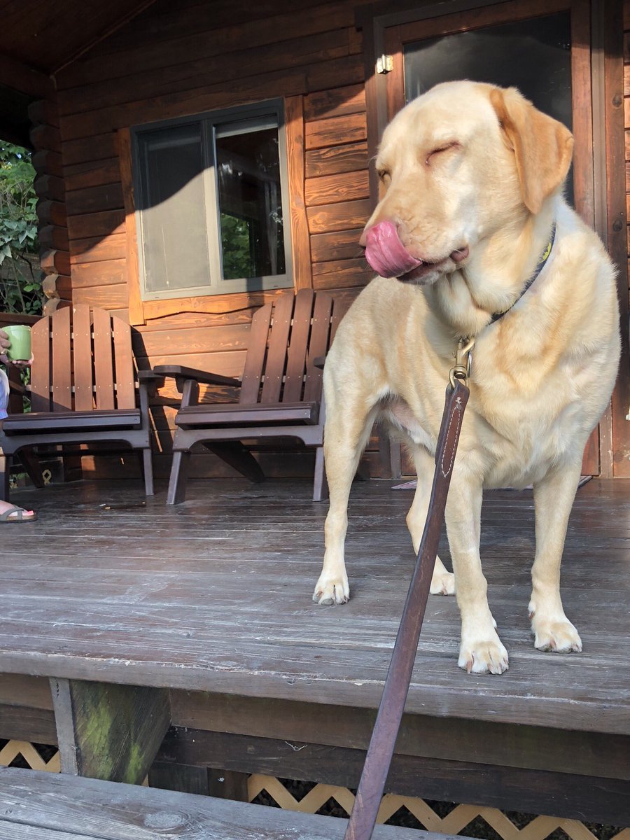 nikkibobby23's tweet photo. #bigdogsunday @AmyFreeze7 Meet Charlie! https://t.co/MgwsDresvG