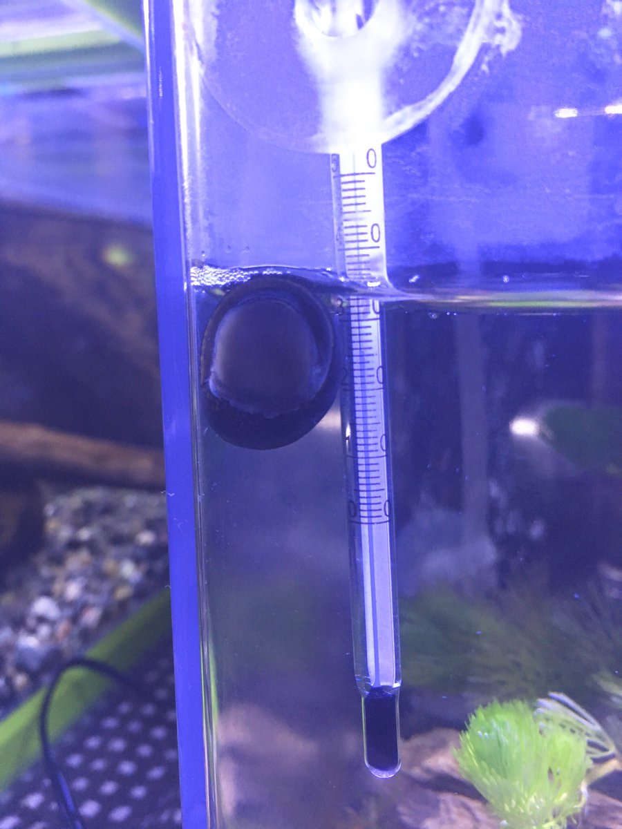 الوسم ヒレ裂け على تويتر