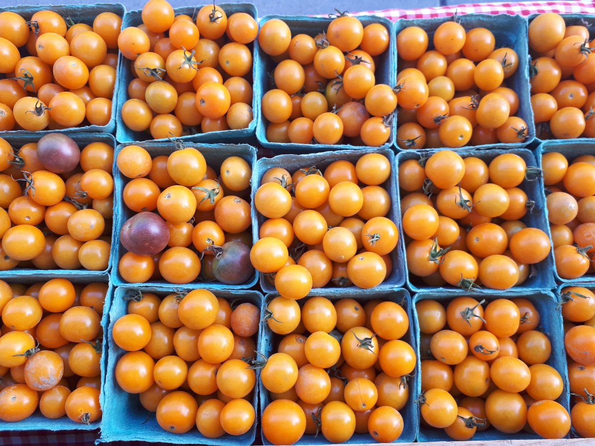 seedlingstories's tweet photo. If you live in #Ontario and love #tomatoes, now is the time to go visit your local #farmersmarket! These ones are from #WoolerDaleFarm and @FootstepOrganic at @TheStopCFC 's market. Yum yum yum! #localfood #loveyourfarmer #localtomatoes #tomatoseason #loveONTfood #localharvest https://t.co/4cHZ237QYr