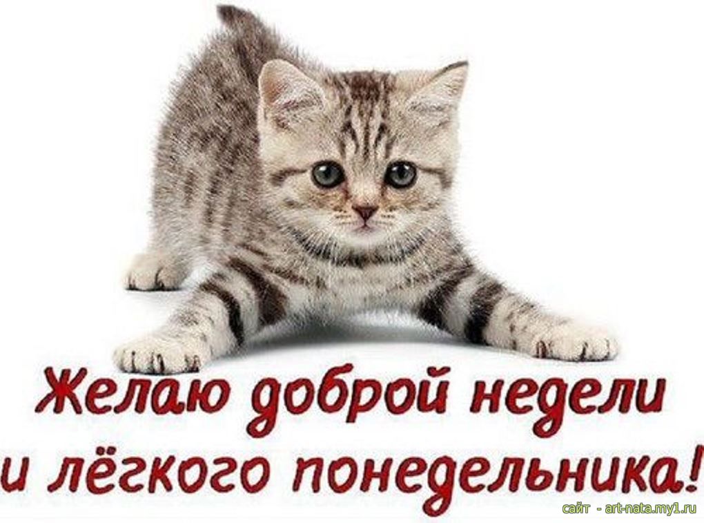 Днем рождения, доброе утро картинки прикольные смешные понедельник