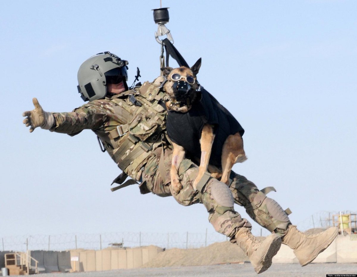 #NationalDogDay - take time today to be thankful for the #MilitaryWorkingDogs.  Dogs have fought alongside American forces in every conflict since the Revolutionary War - officially since WWII.  #NeverForget our 4-legged #heroes