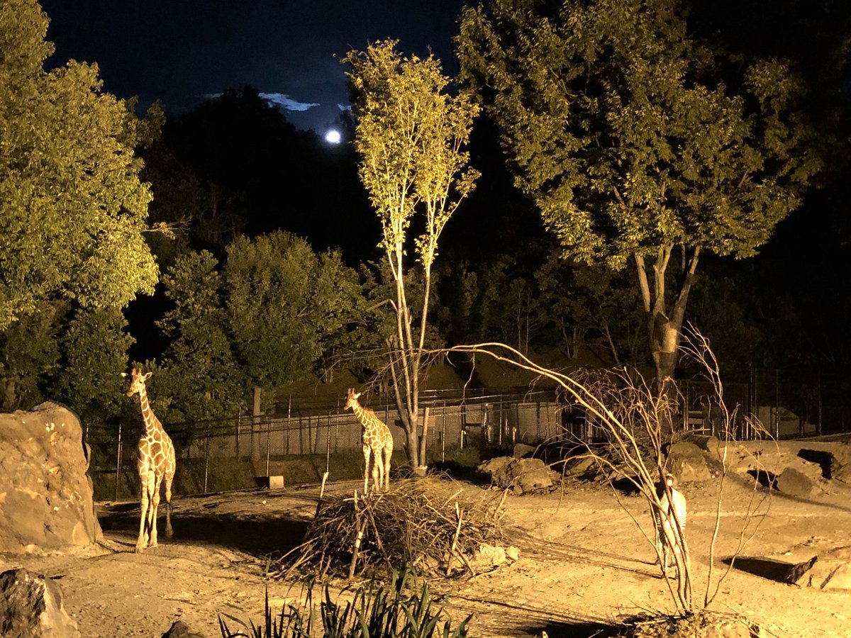matagotch's tweet photo. いしかわ動物園のナイトズー楽しかった🦒夜は涼しくて良き https://t.co/khN7vAfOed
