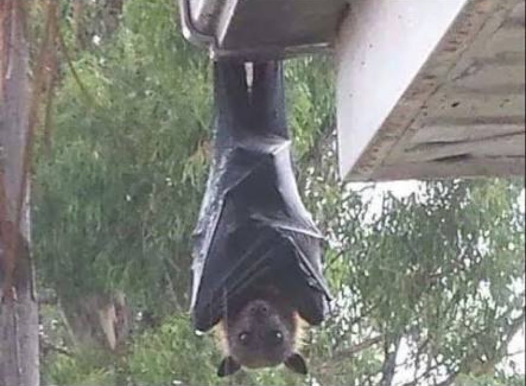 フィリピンのコウモリが想像以上に怖すぎて話題にｗｗｗ衝撃画像 動画あり まとめいく Matomake