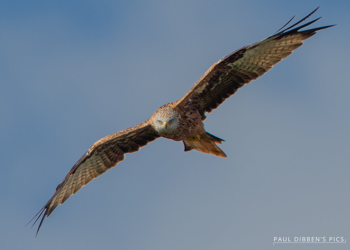 Paul Dibben tweet media