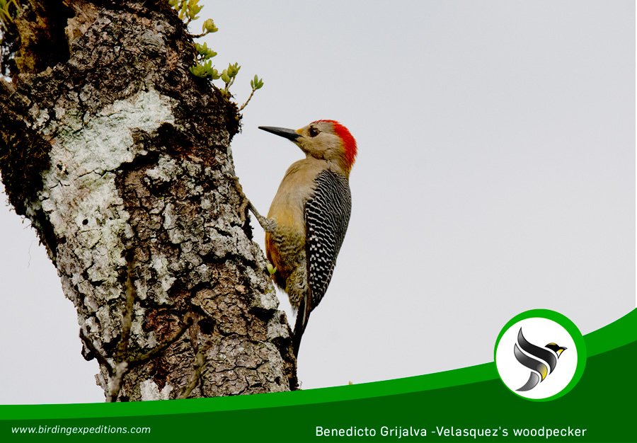 take a moment for to enjoy this beautiful photo of the Velasquez's woodpecker (Melanerpes santacruzi) #BirdwatchingTourGuatemala #BirdwatchingGuatemala #WildlifeTours birdwatchingguatemala.com