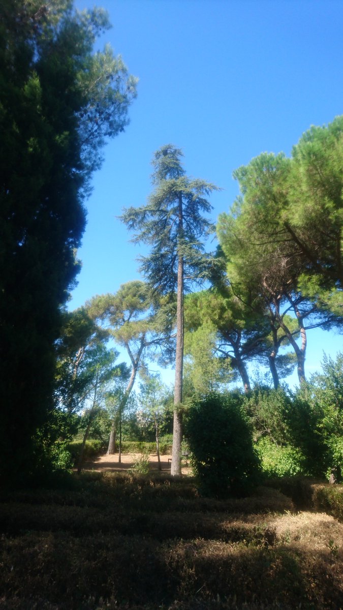 jilo's tweet image. Bonjour @montpellier_, pour info', il semble qu'il y ait un énorme nid de frelons tout en haut de l'arbre au centre du parc du Mas de Costebelle (la cîme de l'arbre plie sous son poids). goo.gl/KE2sYt