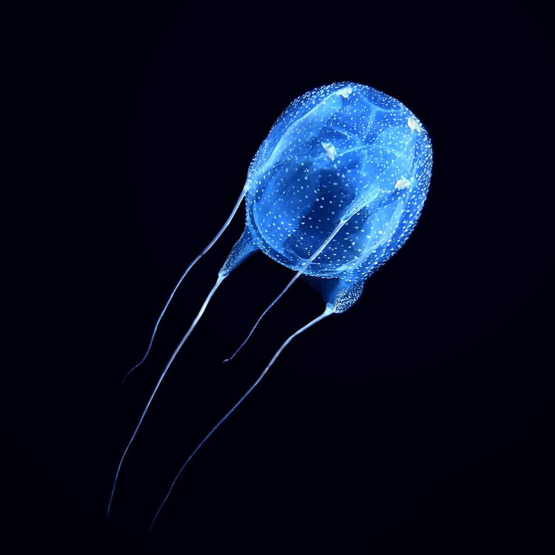 SerialDiver's tweet image. C'è anche da noi, la #cubomedusa: eccola qui! Ma NON è quella mortale in #Australia (anche se le somiglia parecchio 😬...): link ---&amp;gt; serialdiver.com/blog/medusa-ki… 
 #serialdivermagazine #serialdiver #diver #scuba #Jellyfish #scubadivers #italy #magazine #Online #news #underwater