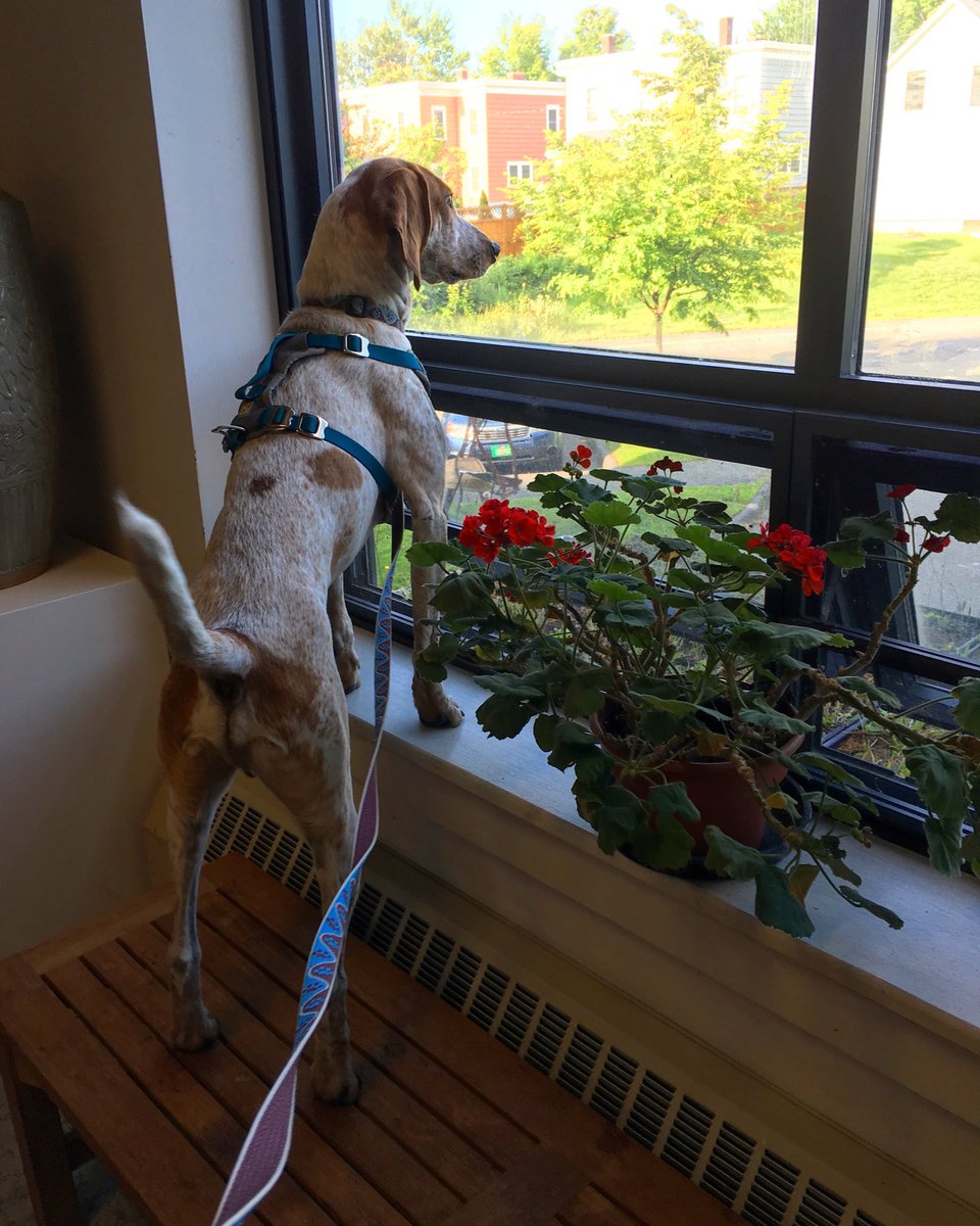 strai4's tweet image. Alfred the art hound at AVA Gallery and Art Center #dogsofAi #NationalDogDay2018 #arthound