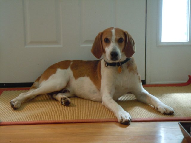 djohnward's tweet photo. Starting today, we are fostering this guy--Hank--for a few weeks.  Unbeknownst to us beforehand, it is #NationalDogDay #NationalDogDay2018 #InternationalDogDay (Our cat is dealing with as best she can; all will be fine.) https://t.co/PlCz7Oak3w