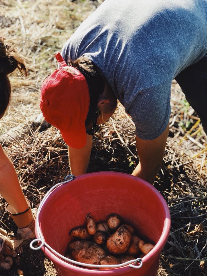 mazifarm's tweet photo. We had our first EVER #potatoharvest and it was plentiful. We found out that harvesting potatoes is the most satisfying thing ever. The uncertainty of what happens beneath the soil is very exciting!  #nodig #notill #vegetablegarden #regenerativeagriculture #soil #soilbuilding https://t.co/GbT1krFH8S