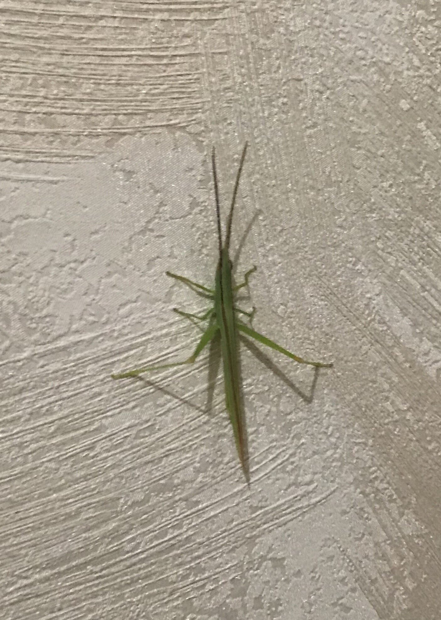 Uzivatel 北郷 豊 Na Twitteru 今日 部屋に出現したかわいいやつ ショウリョウバッタ モドキのオスでした ひとしきり眺めて逃がしました そこそこ珍しいバッタのはずなんだけど うちの近所多いんだよなー T Co Egyzapwmlb Twitter Uzivatel 北郷 豊 Na Twitteru 今日 部屋に出現したかわいいやつ ショウリョウバッタ モドキのオスでした ひとしきり眺めて逃がしました そこそこ珍しいバッタのはずなんだけど うちの近所多いんだよなー T Co Egyzapwmlb Twitter