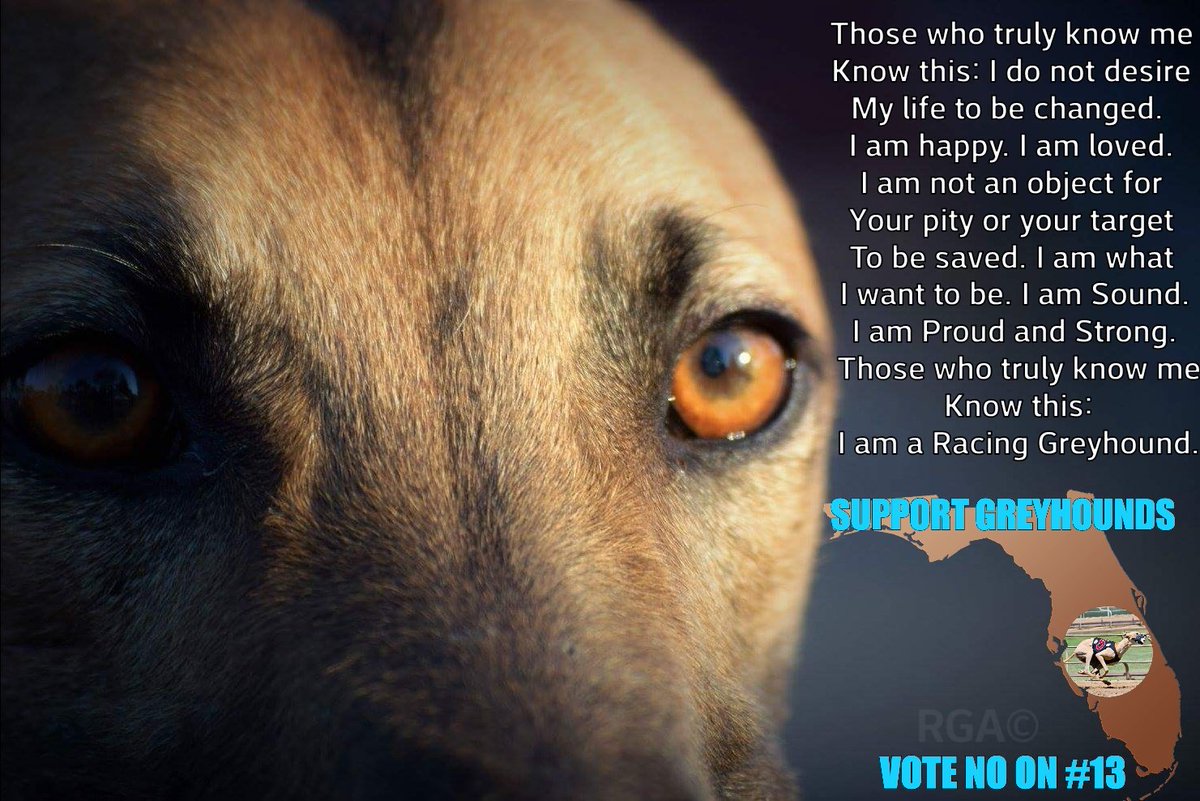 mz55qrf's tweet photo. @Fla_Pol @JimRosicaFL NO on #3 & all amendments. Less chance of #Florida legislature banning #greyhoundracing than us voters bc HSUS will pump $Millions into lying to us.. again.
#NationalDogDay
Banning #GreyhoundRacing
will kill this breed.
#BornToRun🐾🐾
#FueledByLove❤
#SaveMyConstitution
#AWnotAR https://t.co/LViGt4Pp7n