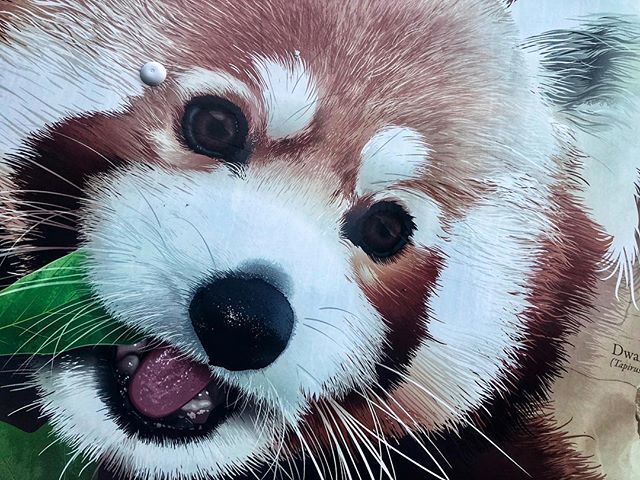 RedShoesRedWine's tweet photo. Currently road tripping from Omaha to Dallas in the cutest Uhaul ever, as I personally escort my girl Aimee @ajmiller31 for her move back to Texas. Back to my regularly scheduled programming tomorrow. 🐼 .
#redshoesredwine #travelblogger #houstonblog… https://t.co/zruqRV7GZR https://t.co/zWsvbC8pfo