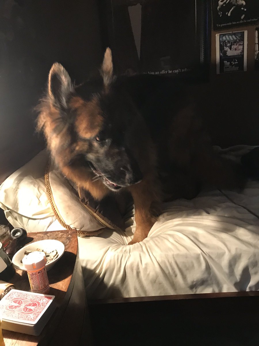 SOAismyReligion's tweet photo. My miniature pinscher Tig and my German Shepard Rosie 

#NationalDogDay #DogsofAnarchy #DogsRule https://t.co/mmVNXelrEj