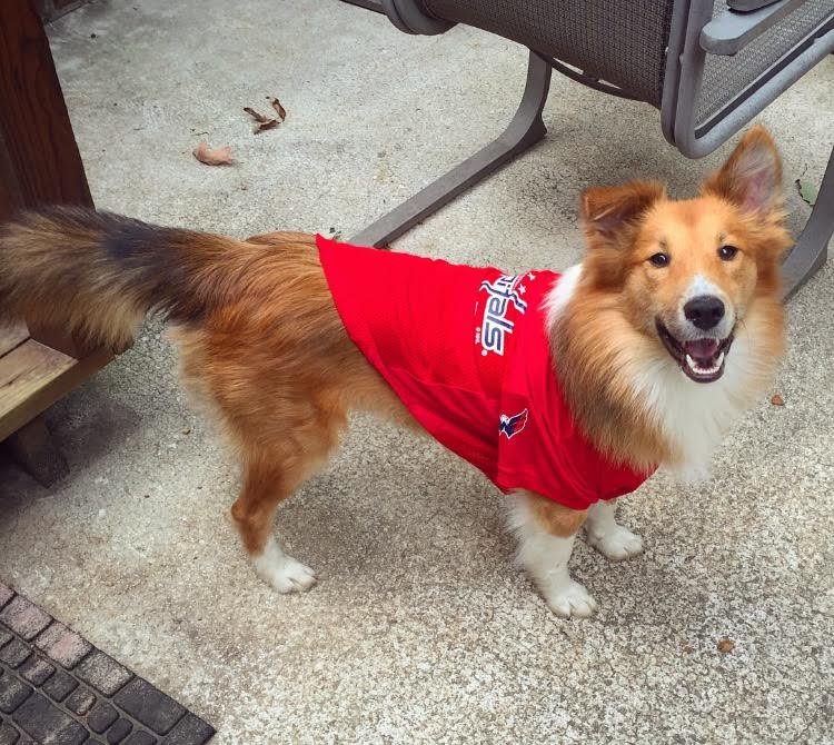 spawty's tweet photo. @Capitals @TJOshie77 This is Oshie! #NationalDogDay #Capsdog #gearupthepup https://t.co/luKq4Kjmj3