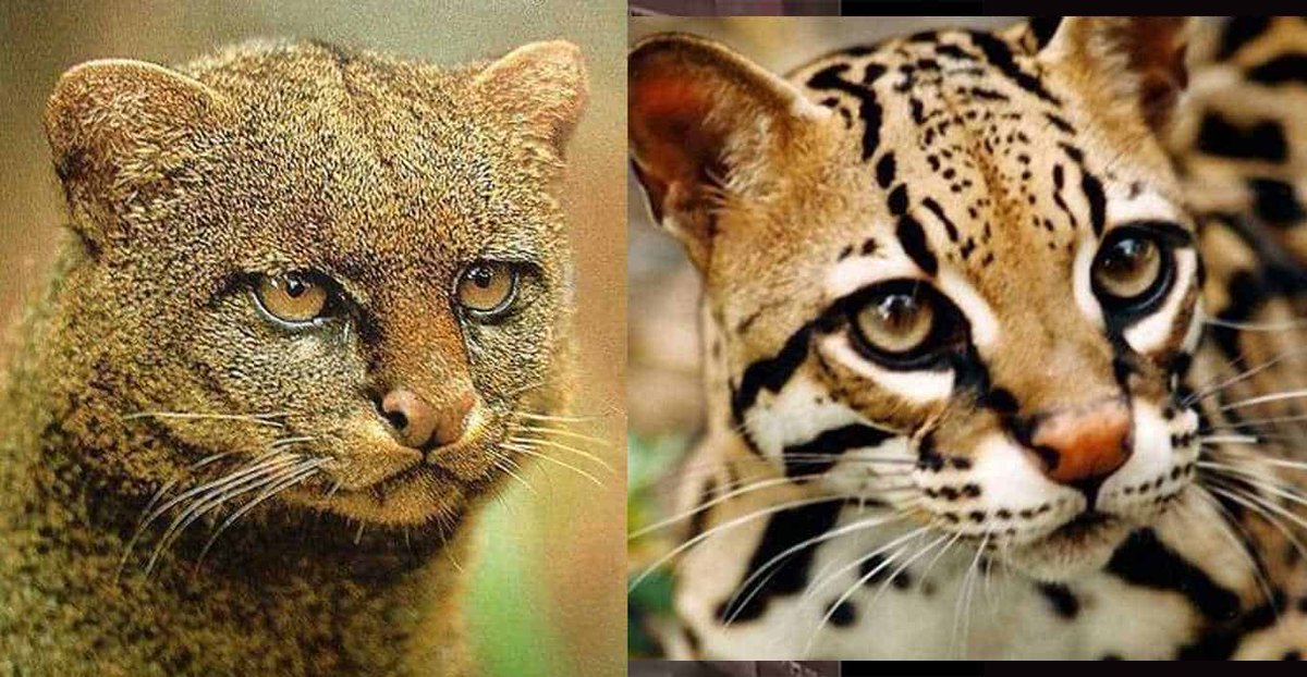 Hallan felinos extintos en Saltillo bit.ly/2BN7KS2