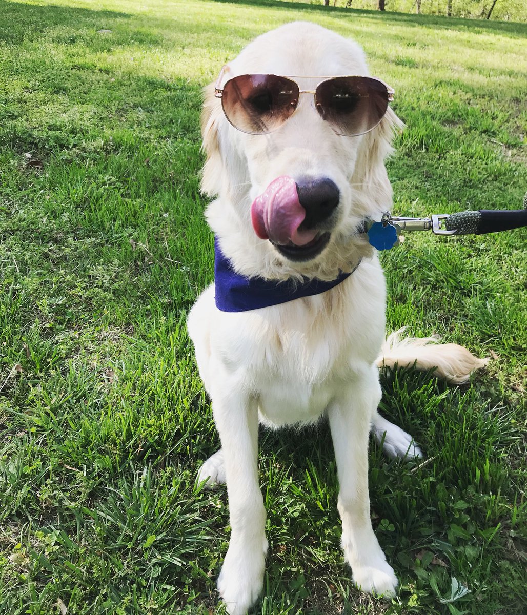 h_lasley's tweet photo. @cottonelle @dog_rates #TPDogDay #Entry goose says he doesn’t have as much texture as your pupper but he sure does have some style😎😜 https://t.co/ZXfc2WbbuH